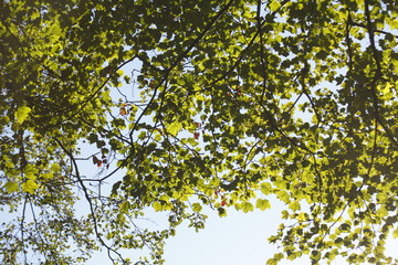 Ahornblätter an einem Baum