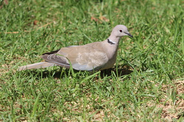 A ring-necked dove looking for a meal