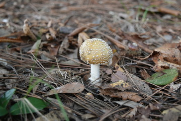 毒きのこ/イボテングダケ