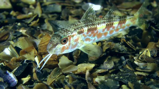 Young Red mullet with an already formed body shape and color adapted to life on the bottom.
