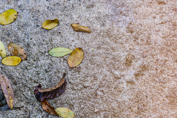 Leaves on a cement floor backgroundLeaves on a cement floor background