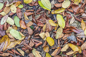 Leaves on a cement floor background