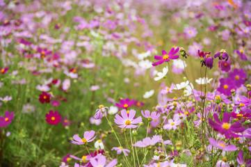 The blossoming galsand flowers closeup in garden