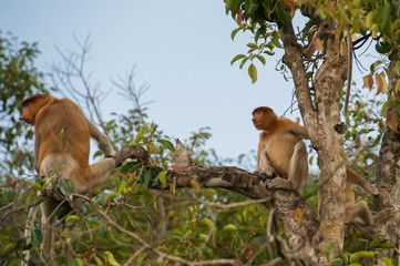 A pair of Dutch Monkey sitting on a branch of a tall tree among the leaves (Kumai, Indonesia)