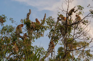Group Dutch Monkey sitting on a branch of a tall tree on blue sky background (Kumai, Indonesia)