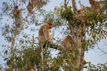Fototapeta premium Dutch Monkey with his brethren sitting on a branch of a tall tree on blue sky background (Kumai, Indonesia)