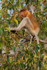 Dutch Monkey sitting on a branch of a tree (Kumai, Indonesia)