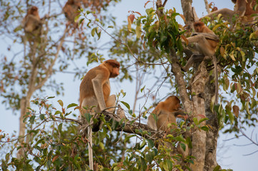 Dutch Monkey sitting on a branch of a tall tree and looks back on a background of blue sky (Kumai, Indonesia)