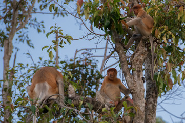 Dutch Monkey sitting on a branch of a tall tree and looks forward on blue sky background (Kumai, Indonesia)