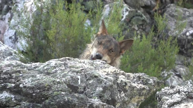 Slow motion of wolf head eating over rocks