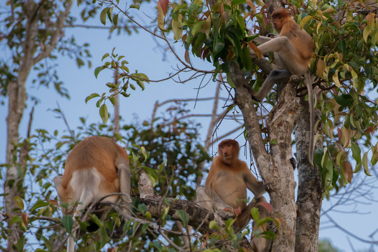 Dutch Monkey sitting on a branch of a tall tree and looks forward on blue sky background (Kumai, Indonesia)