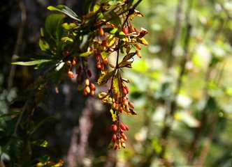 Berberitzenstrauch im Herbst