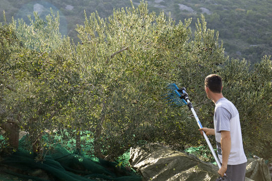 Man picked olives with telescopic electric machine on net, island Brac in Croatia
