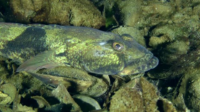 Knout goby (Mesogobius batrachocephalus) on the rocky bottom, close-up.
