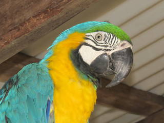 Portrait of blue-and-yellow macaw
