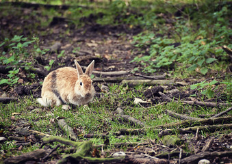 Naklejka na ściany i meble Cute wild rabbit squatted in woodland