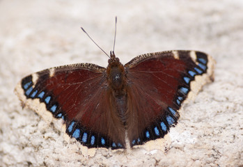 Fototapeta na wymiar Flat field photo of a Camberwell Beauty (Nymphalis antiopa) butterfly on a rock.