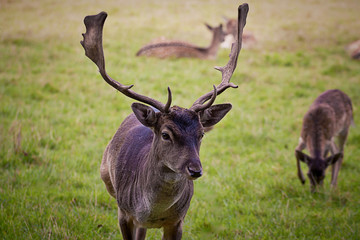 Portrait of young red male deer with antlers