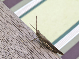 Grasshopper on a piece of wood
