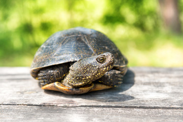  Big turtle on old wooden desk