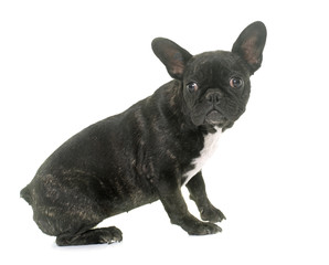 puppy french bulldog