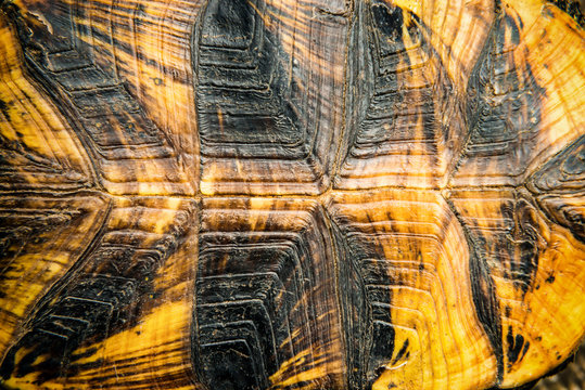 Texture Of Turtle Shell