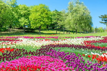 Field of tulips in the park