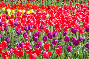 Many colorful tulips