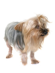 old yorkshire terrier