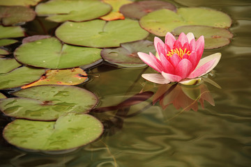 Nenúfar rosa y su reflejo