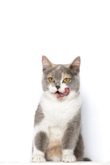 Hübsche Britisch Kurzhaar Katze steht mit den Pfoten auf einer Kante und schleckt sich genüsslich um ihr Maul, Blick zum Betrachter.