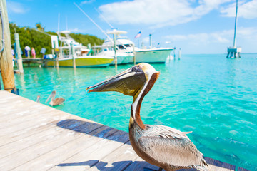 Big brown pelicans in Islamorada, Florida Keys - obrazy, fototapety, plakaty