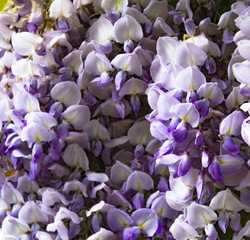 Purple flowers