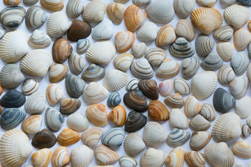 A variety of different North Sea Shells