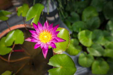 Purple lotus with green leaves background 