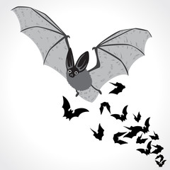 bat fly