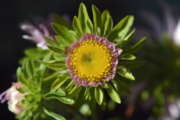 Aster