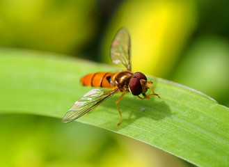 Orange hoverfly