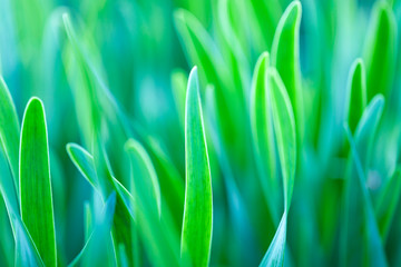 Fototapeta na wymiar Green grass soft focus macro photo.