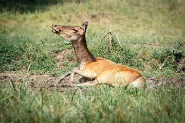 Female roe deer in a field