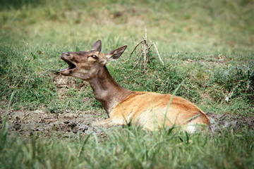Female roe deer in a field