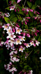 Obraz premium Purple flowers