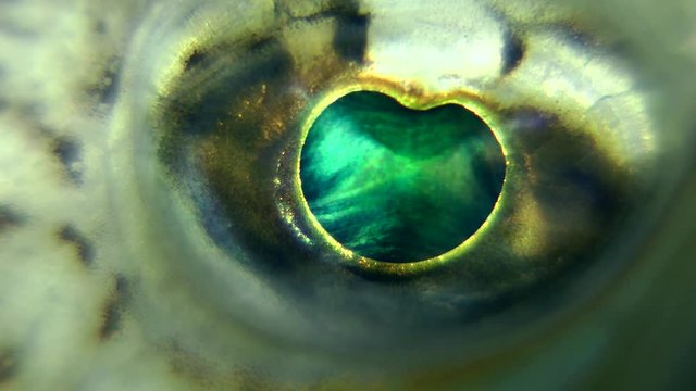 Eye of Greater weever (Trachinus draco), close-up.
