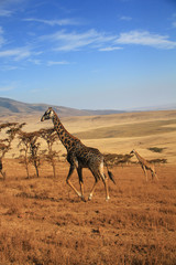 Girafes sur les bord du cratère du Ngorongoro, Tanzanie