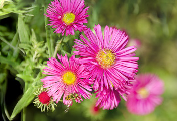 Obraz premium Rosa Astern