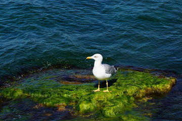 Seagull on the rocks covered with seaweed