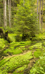 Bohemian Switzerland National Park, the river in the forest