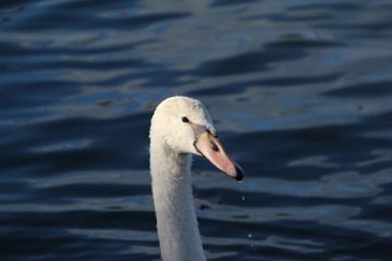 White Swan