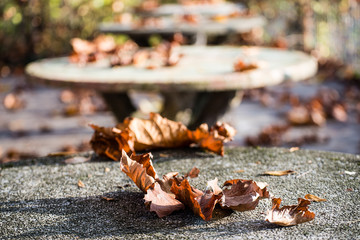 Dried leaf on a stone table -Early autumn-