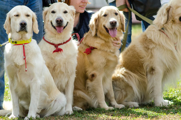 Dogs breed golden retriever for a walk.
